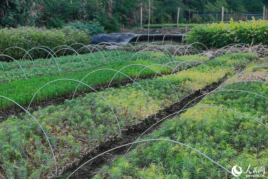 清流縣保障性苗圃的育苗區(qū)。人民網(wǎng) 楊灝昱攝