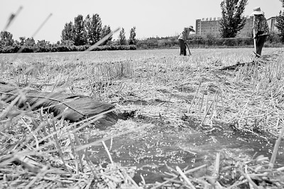 連日來(lái)，黃淮海持續(xù)高溫少雨，部分地區(qū)旱情仍在發(fā)展。圖為山東省肥城市通過(guò)蓄引提調(diào)相結(jié)合的辦法，多措并舉搶灌溉、保苗情。 新華社發(fā)