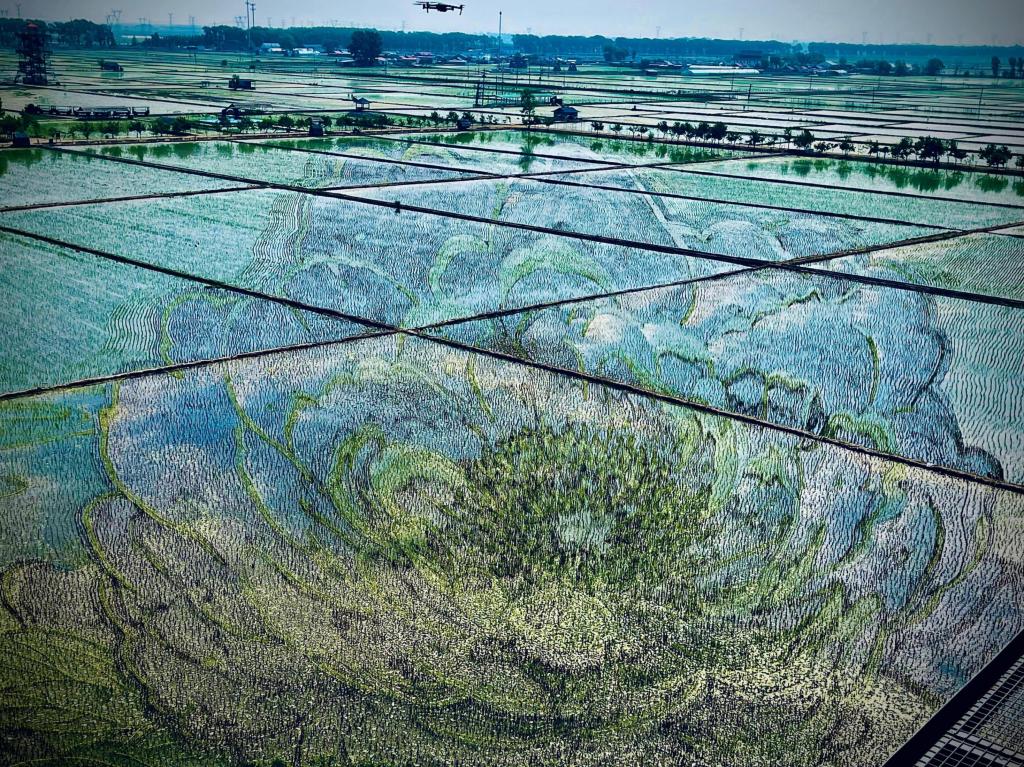 國(guó)色山河主題稻田畫。人民網(wǎng)記者 任妍攝