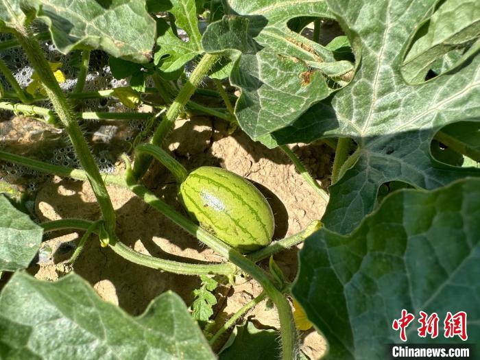 14日，記者在合作社的百畝西瓜地里，看著一個(gè)個(gè)如雞蛋般大小的西瓜，正“享受”著太陽的炙烤?！⑿〖t 攝