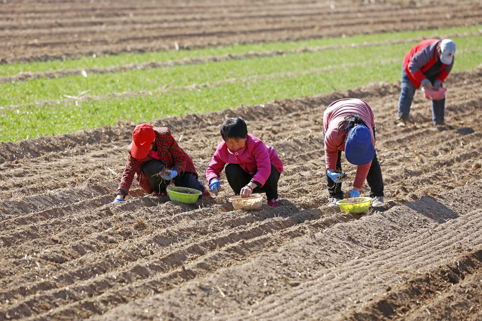襄汾:春分至 農事忙-45460.jpg 襄汾:春分至 農事忙-45460.jpg