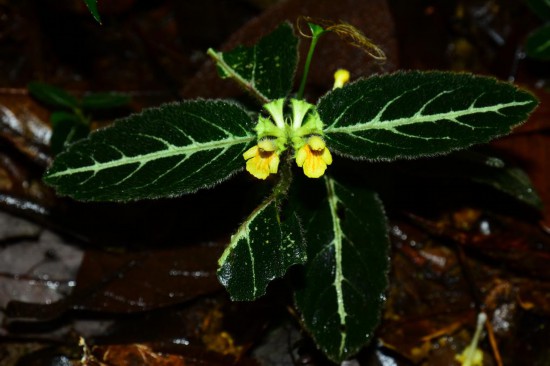 圖為美脈假糙蘇。（廣西壯族自治區(qū)中醫(yī)藥研究院供圖）