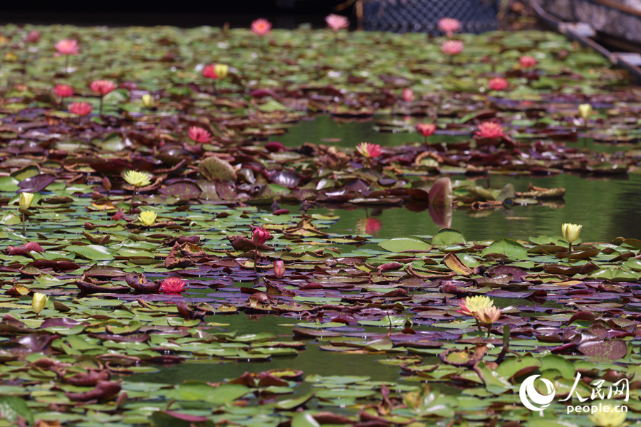 藏在繁花深處的3朵雙色睡蓮。人民網(wǎng)記者 陳博攝