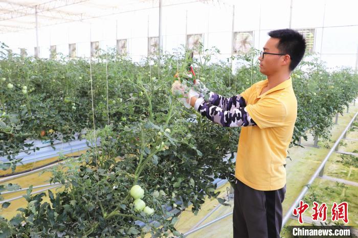 圖為在紅谷灘區(qū)元宇宙·VR數(shù)字農(nóng)業(yè)示范基地七彩番茄培育車間內(nèi)，農(nóng)業(yè)技術(shù)員正在對(duì)番茄植株進(jìn)行修剪?！⌒苠\陽 攝