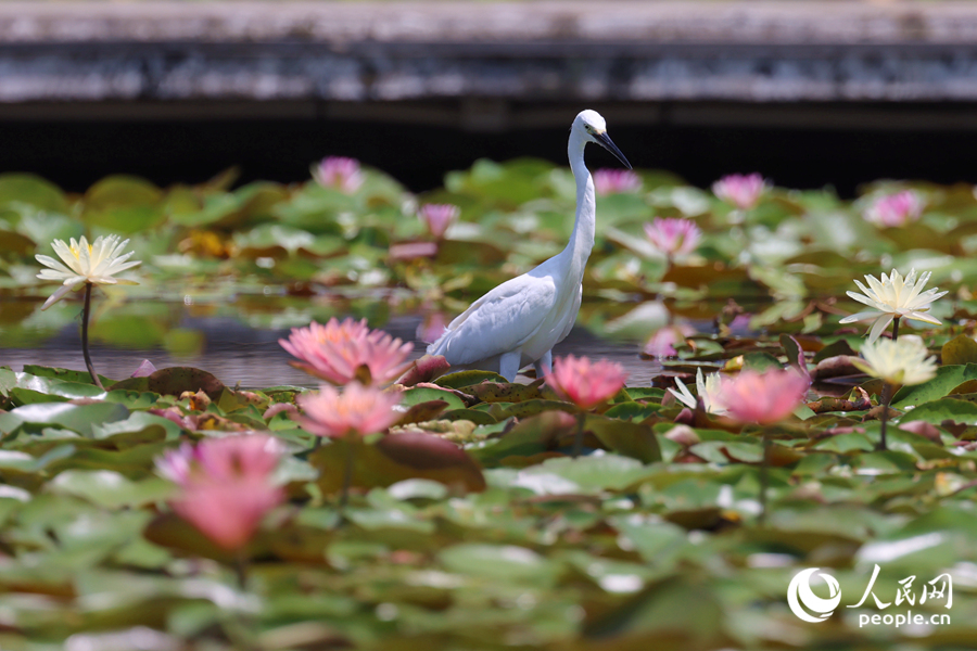 白鷺在睡蓮盛開的池塘中流連。人民網(wǎng)記者 陳博攝
