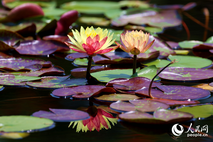 雙色睡蓮與翠綠的蓮葉、清澈的池水相映成畫。人民網(wǎng)記者 陳博攝