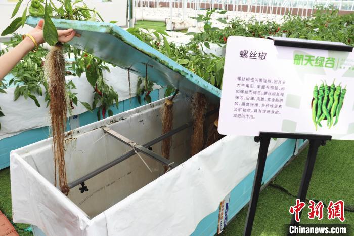 圖為在南昌市紅谷灘區(qū)元宇宙·VR數(shù)字農(nóng)業(yè)示范基地氣霧培養(yǎng)車間里，螺絲椒長勢(shì)良好?！⌒苠\陽 攝