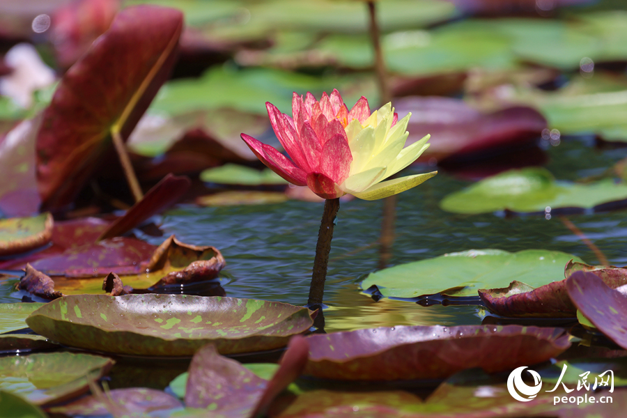 亭亭玉立于水中央的雙色睡蓮。人民網(wǎng)記者 陳博攝