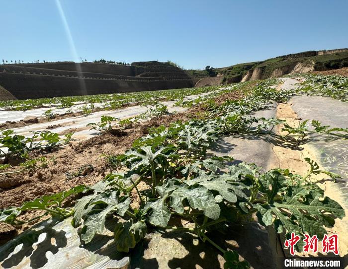 當(dāng)前，西瓜正值快速生長期。　劉小紅 攝