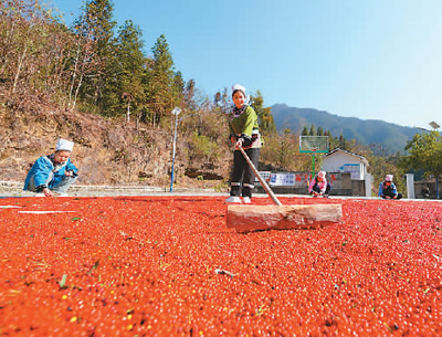 貴州省黔東南苗族侗族自治州榕江縣依托豐富的森林資源，大力發(fā)展林下草珊瑚中藥材種植等林下經(jīng)濟(jì)，實(shí)現(xiàn)農(nóng)民增收、林業(yè)增效。圖為榕江縣興華水族鄉(xiāng)星月村草珊瑚種植基地內(nèi)，村民在采收、晾曬草珊瑚果。 周光勝攝（人民視覺(jué)）